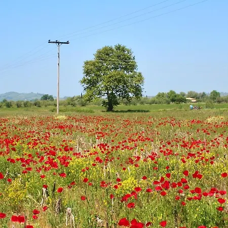 Elegant In Agios Ilias With Sea View 公寓 米特